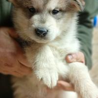 Cuccioli Alaskan Malamute