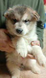 Cuccioli Alaskan Malamute
