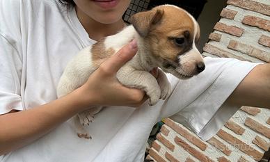 Jack russell