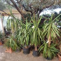 Tronchetti della felicità