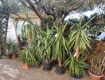 Tronchetti della felicità