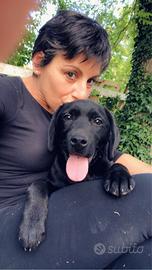 Cucciolo Labrador