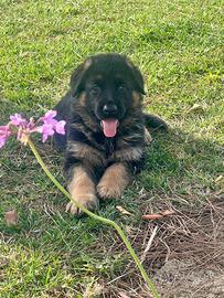 Cuccioli pastore tedesco alta genealogia pedigree