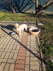 Segugio dell'appennino