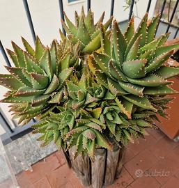 Grande vaso rotondo con piante di Aloe Caespitosa
