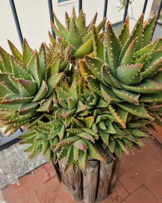 Grande vaso rotondo con piante di Aloe Caespitosa
