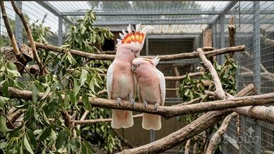 Cacatua Leadbeater