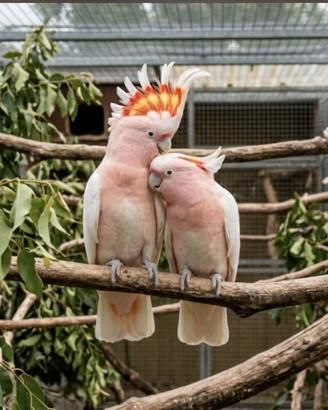 Cacatua Leadbeater
