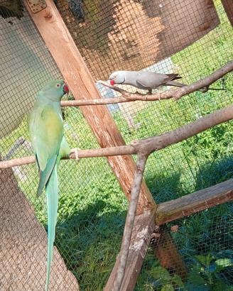 Parrocchetti dal collare