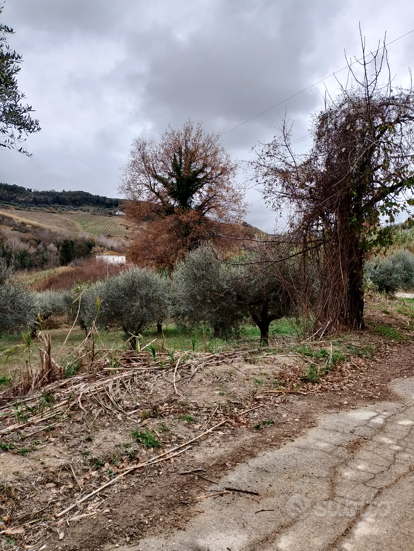 Terreno agricolo - Vista 5