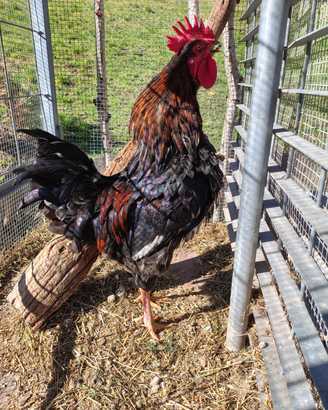 Galline nostrane