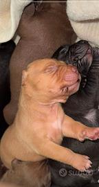 Cuccioli di Pitbull Ukc