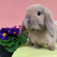 Coniglio ariete nano femmina