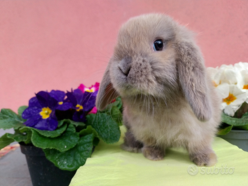 Coniglio ariete nano femmina