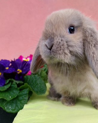 Coniglio ariete nano femmina