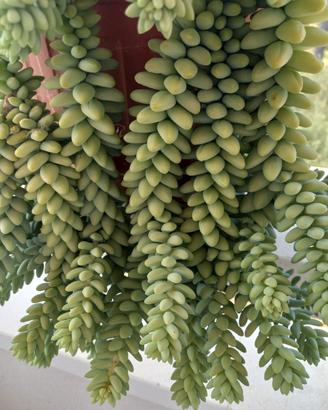 Pianta grassa Sedum