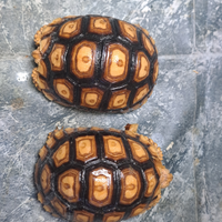 Tartaruga Leopcata ( sulcata x pardalys pardalys)