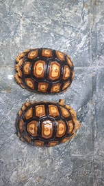 Tartaruga Leopcata ( sulcata x pardalys pardalys)