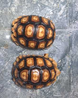 Tartaruga Leopcata ( sulcata x pardalys pardalys)
