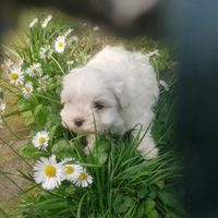 Cuccioli di cane maltese
