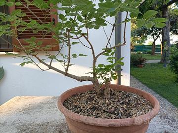 Pianta di frassino