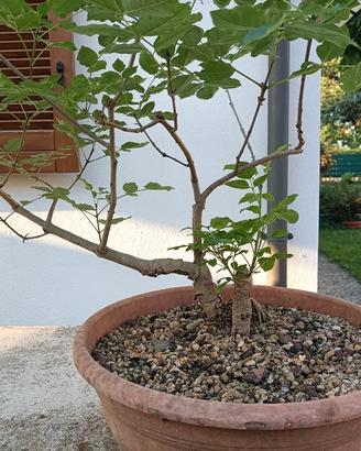 Pianta di frassino