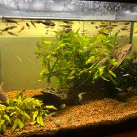 Vendita pesci endler