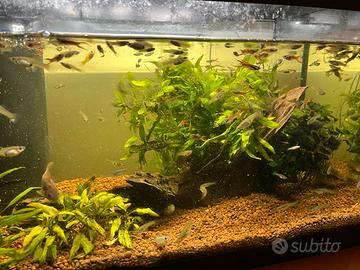 Vendita pesci endler