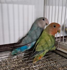 Coppia inseparabili giovani
