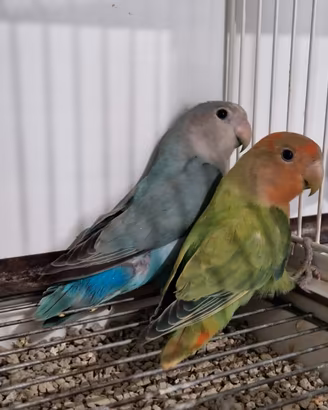Coppia inseparabili giovani
