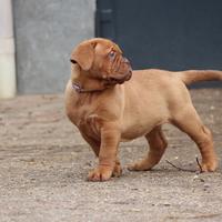 Cucciole Dogue de Bordeaux
