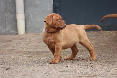 Cucciole Dogue de Bordeaux