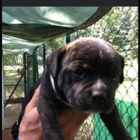 Cuccioli Staffordshire Bull Terrier
