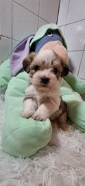 Cuccioli Bichon Havanese