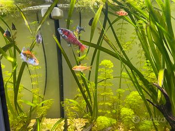 Pesci acquario barbus