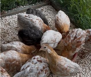 Animali da giardino galline ornamentali