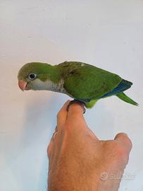 Parrocchetti monaci allevati a mano