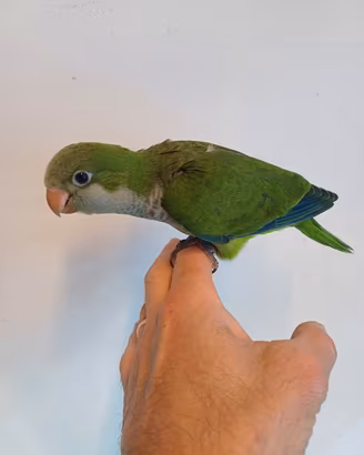 Parrocchetti monaci allevati a mano