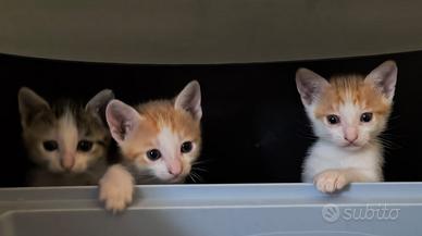 Tre piccoli gattini