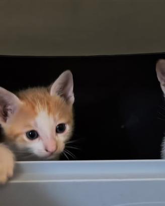 Tre piccoli gattini
