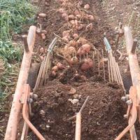 Scavapatate per motocoltivatore pasquali