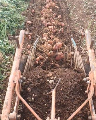 Scavapatate per motocoltivatore pasquali