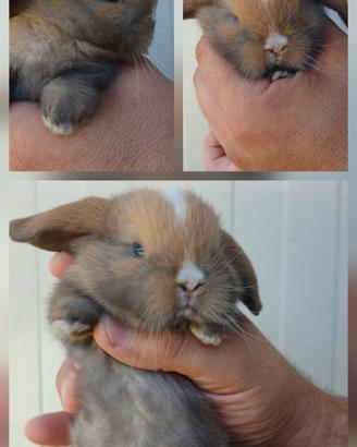 Minilop conigli coniglietti cuccioli