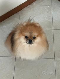 Spiz di Pomerania nano