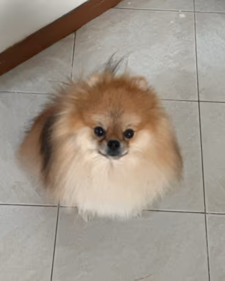 Spiz di Pomerania nano