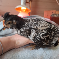 Galleto concincina/ moroseta