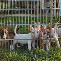 Bull terrier cuccioli