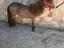 Immagine 4