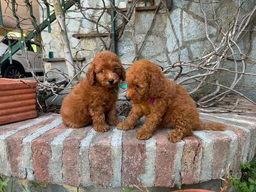 Cuccioli barboncini Toy red
