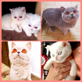 Cuccioli di British Shorthair alta genealogia